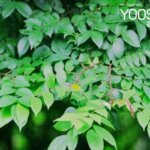 3 cách dùng lá khế chua trị mụn đơn giản – Được các TEEN yêu thích!