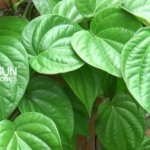 7 Cách Trị Mụn Bằng Lá Trầu Không Mà Gen Z Nên Thử