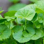 9 cách dùng rau má trị mụn – Được ưa thích nhất hiện nay