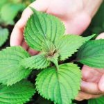 7 cách dùng lá tía tô trị mụn – Sạch mụn, hết thâm sau 7 ngày!