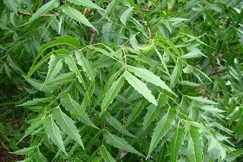 lá neem trị mụn