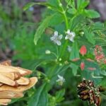 Mặt nạ cam thảo: 4 phương pháp giúp đánh bay vết mụn KHẨN CẤP!