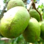 Ăn cóc có nổi mụn không? Cách ăn trái cóc không bị mụn!